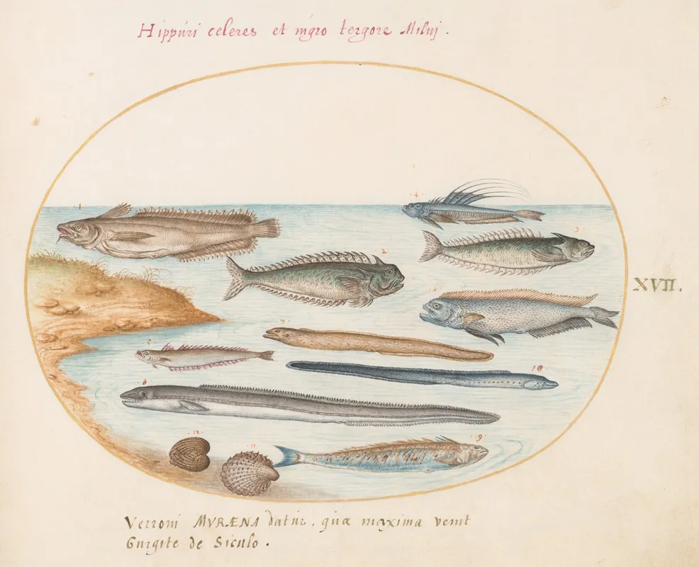 Plate 17 A Cod Weever Fish Eels And Other Fish
