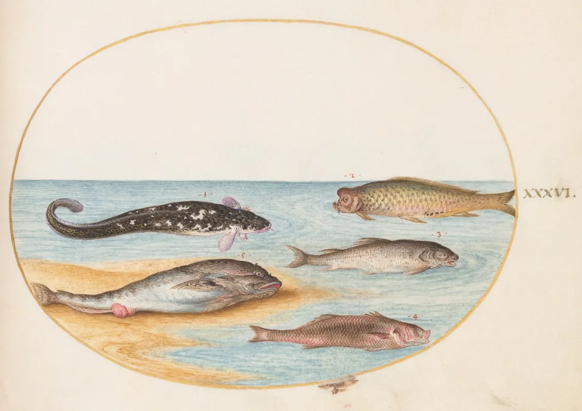 Plate 36 Five Fish Including Carp