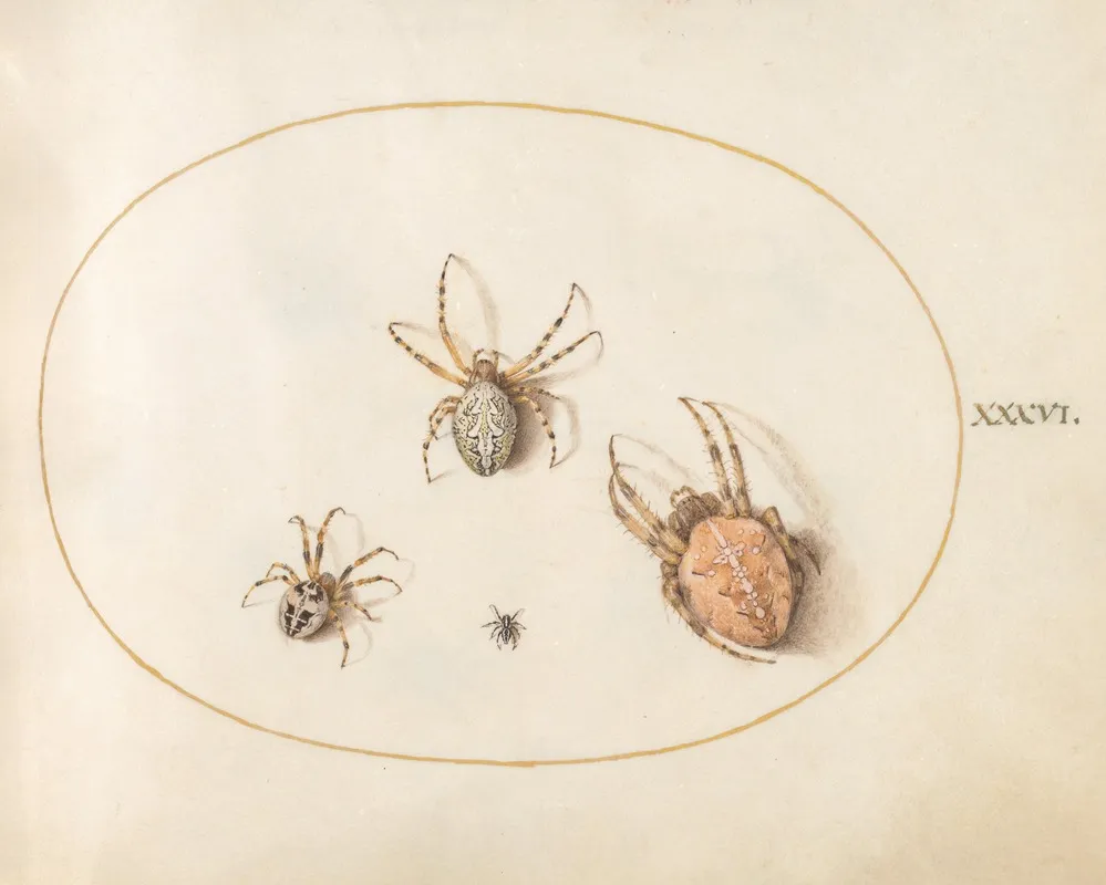 Plate 36 Three Large Spiders And One Small Spider