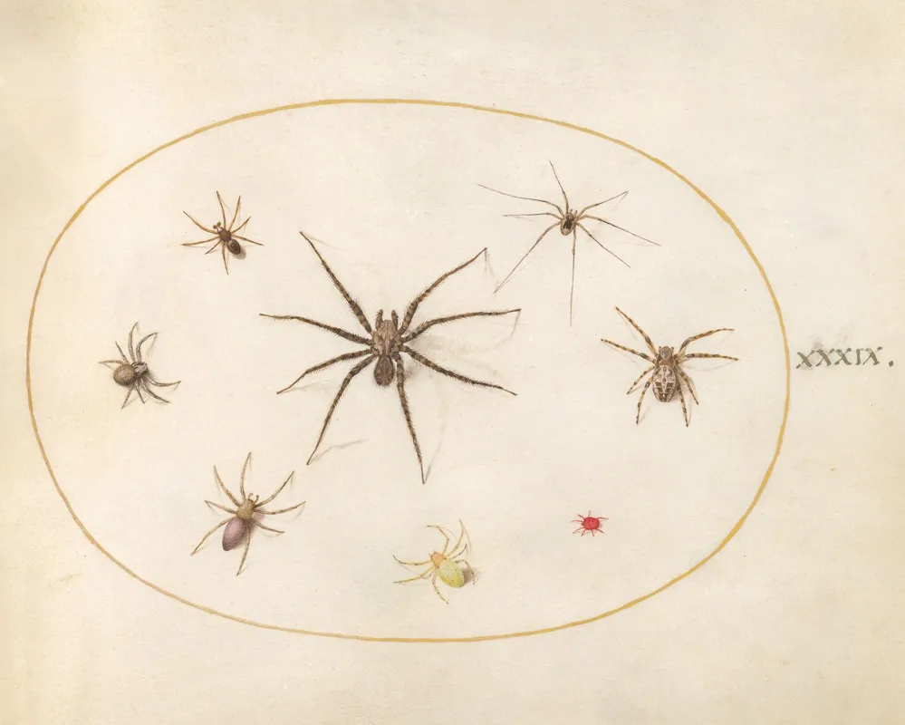 Plate 39 Eight Spiders