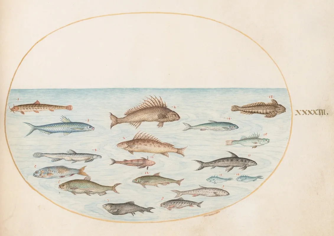 Plate 43 Fifteen Fish