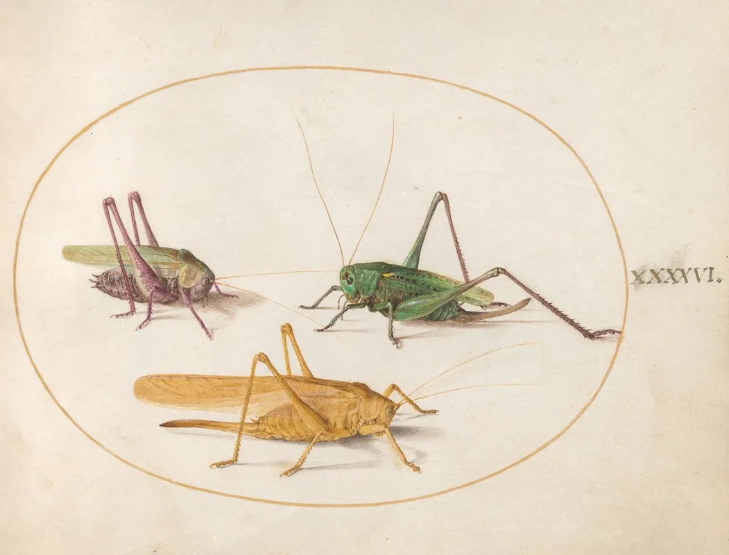 Plate 46 Three Grasshoppers