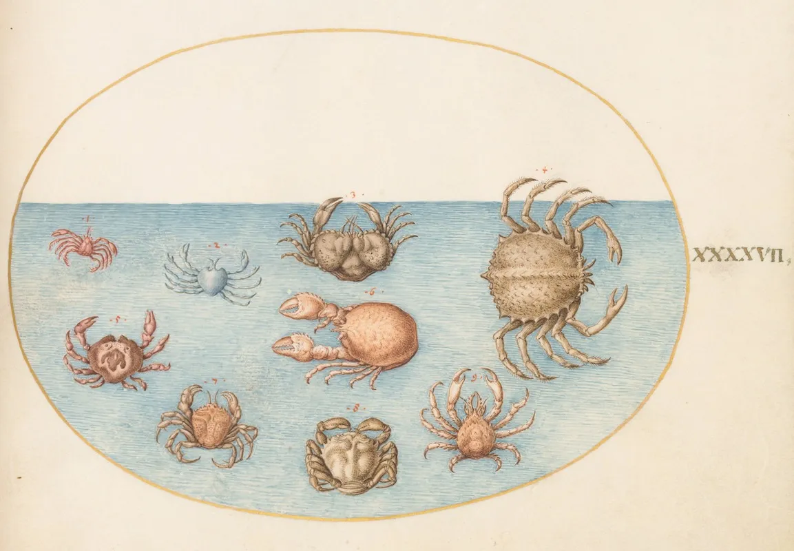 Plate 47 Nine Crabs
