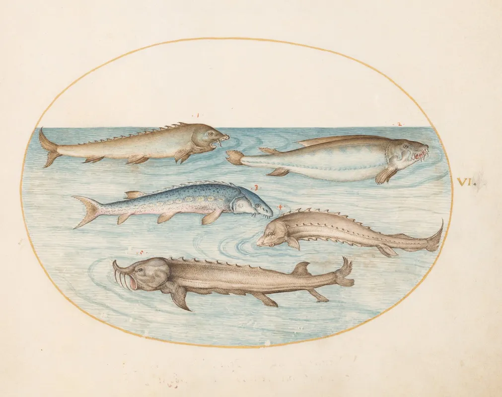 Plate 6 Five Catfish And Sturgeon