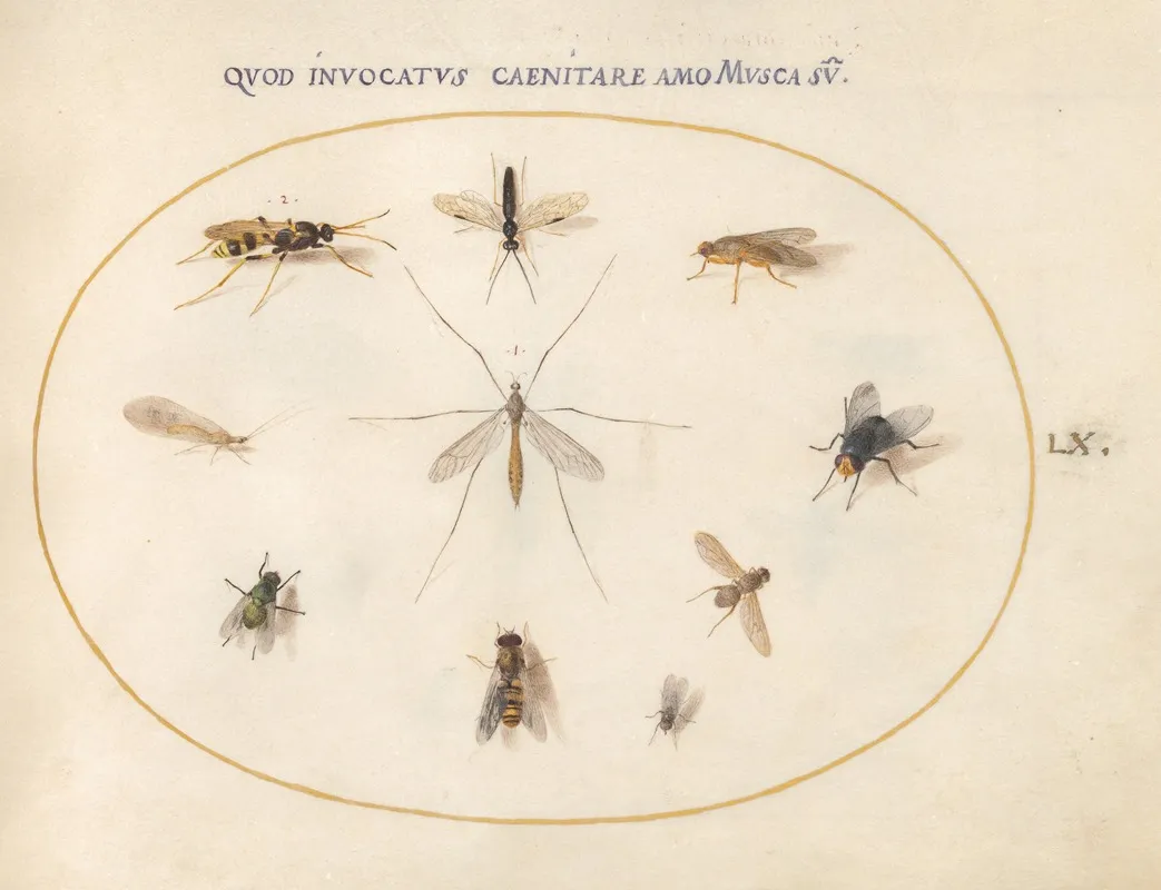 Plate 60 Flies And Other Insects
