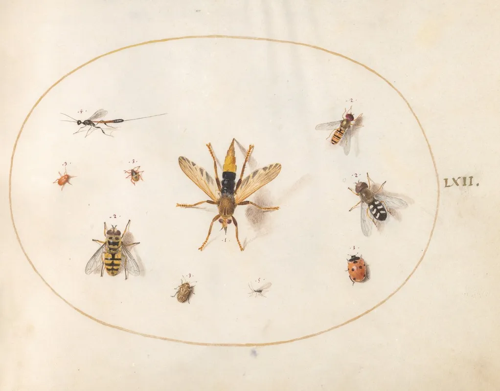 Plate 62 Ten Insects