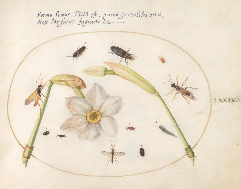 Plate 74 Insects With White Daffodils