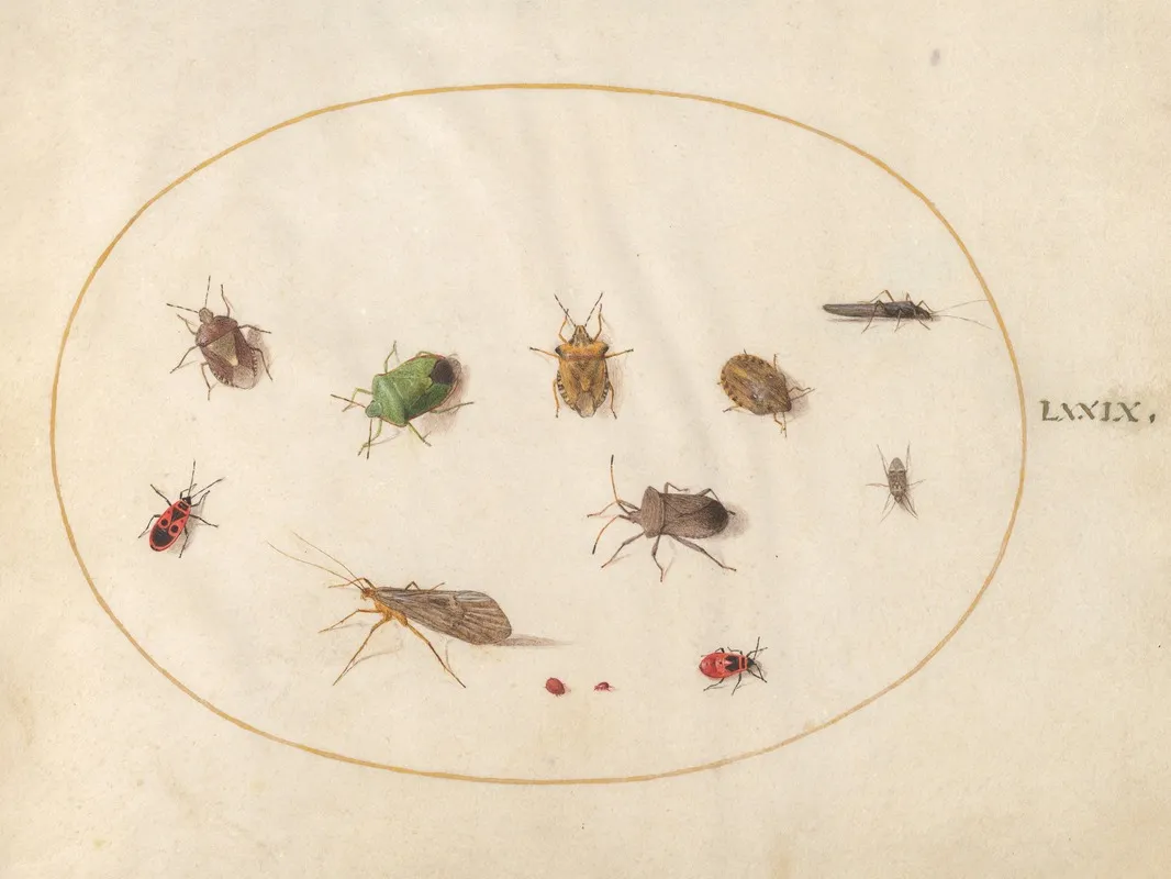 Plate 79 Twelve Insects Including Shield Bugs