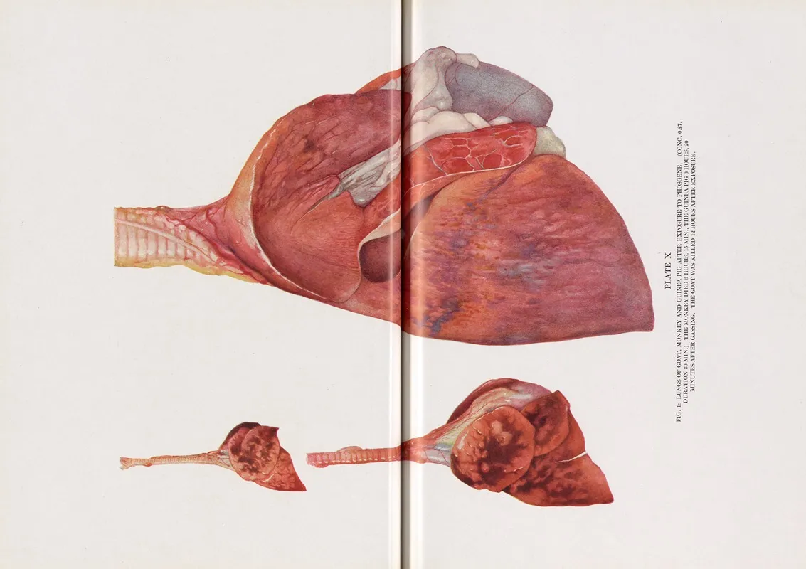 Plate X Fig 1 Lungs Of Goat Monkey And Guinea Pig After Exposure To Phosgene by Milton C. Winternitz - Canvas Print