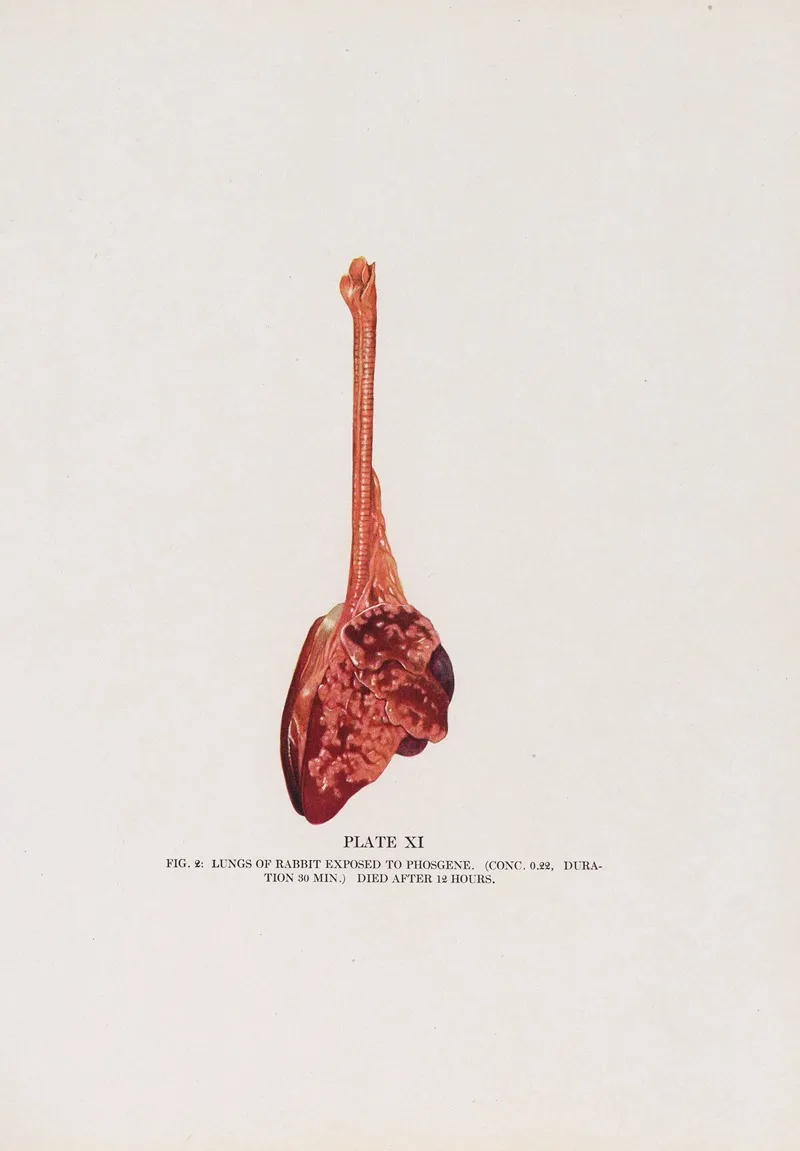 Plate Xi Fig 2 Lungs Of Rabbit Exposed To Phosgene by Milton C. Winternitz - Canvas Print