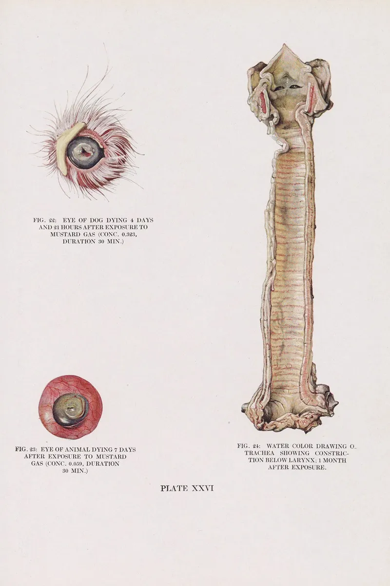 Plate Xxvi Fig 22 Eye Of Dog Dying 4 Days And 21 Hours After Exposure To Mustard Gas Fig 23 Eye Of Animal Dying 7 Days After Exposure To Mustard Gas Fig 24 Water Color Drawing Of Trachea S by Milton C. Winternitz - Canvas Print