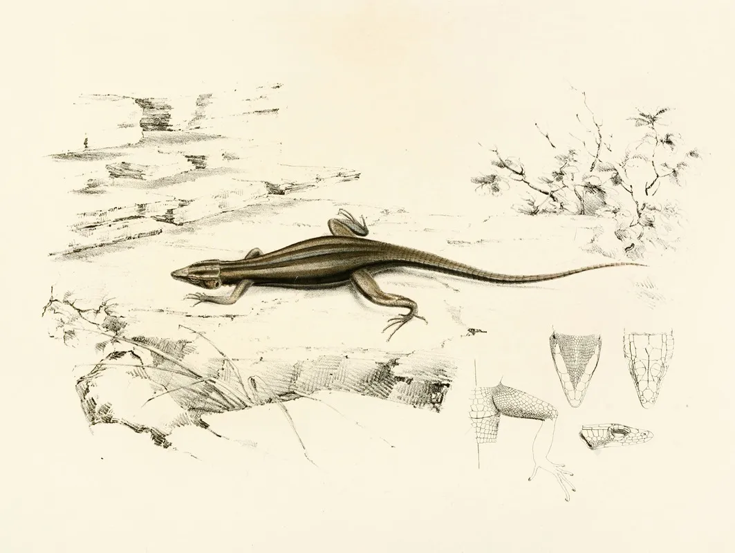 Platysaurus Capensis by Sir Andrew Smith - Canvas Print