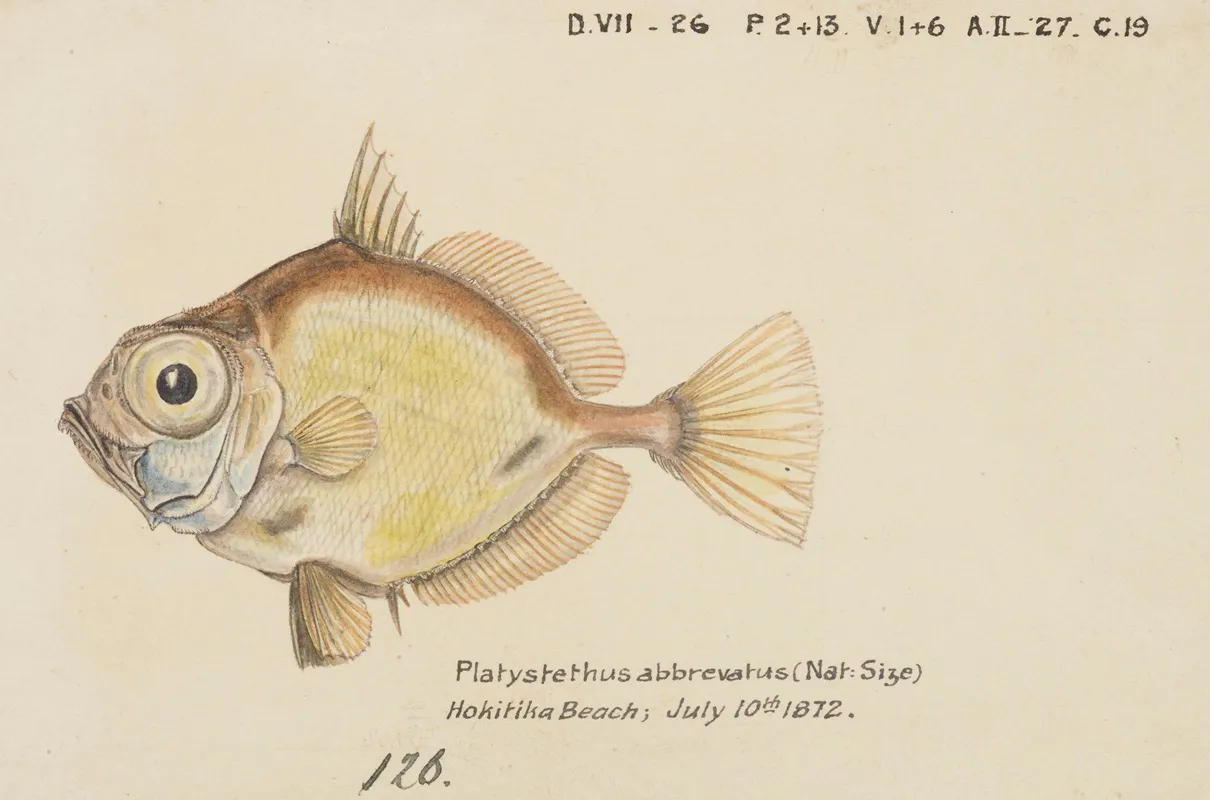 Platystethus Abbrevatus
