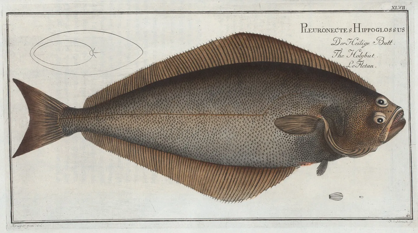 Pleuronectes Hippoglossus The Holybut