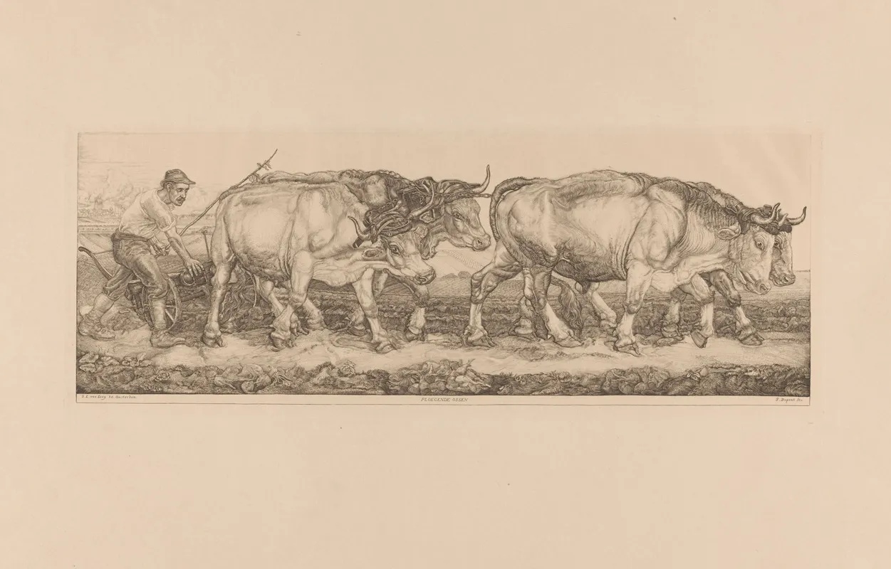Ploegende Ossen 2
