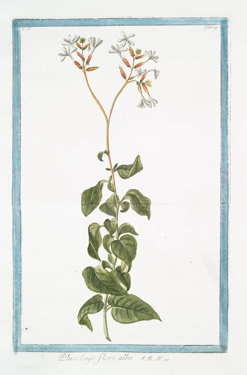 Plumbago Flore Albo Leadwort Skyflower