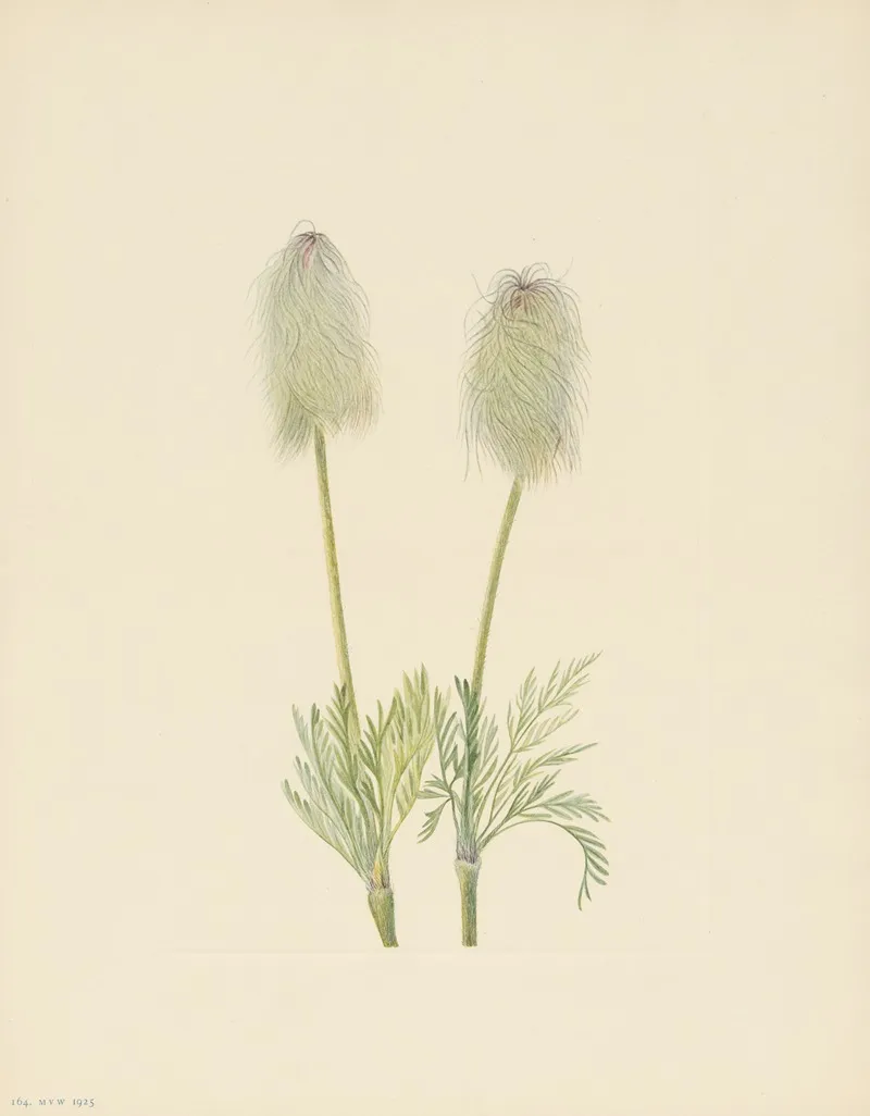 Plume Anemone Fruit Pulsatilla Occidentalis 2