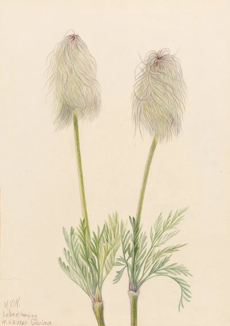 Plume Anemone Pulsatilla Occidentalis