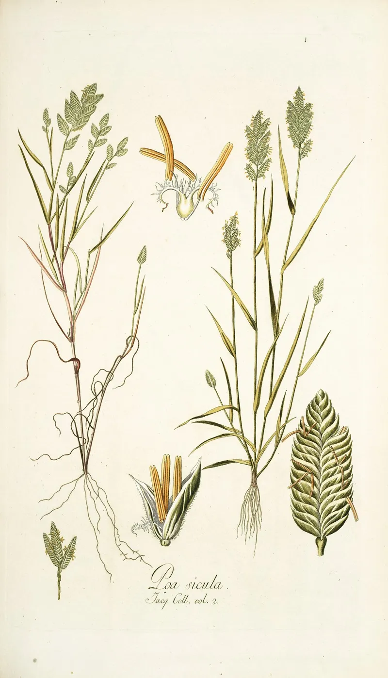 Poa Sicula