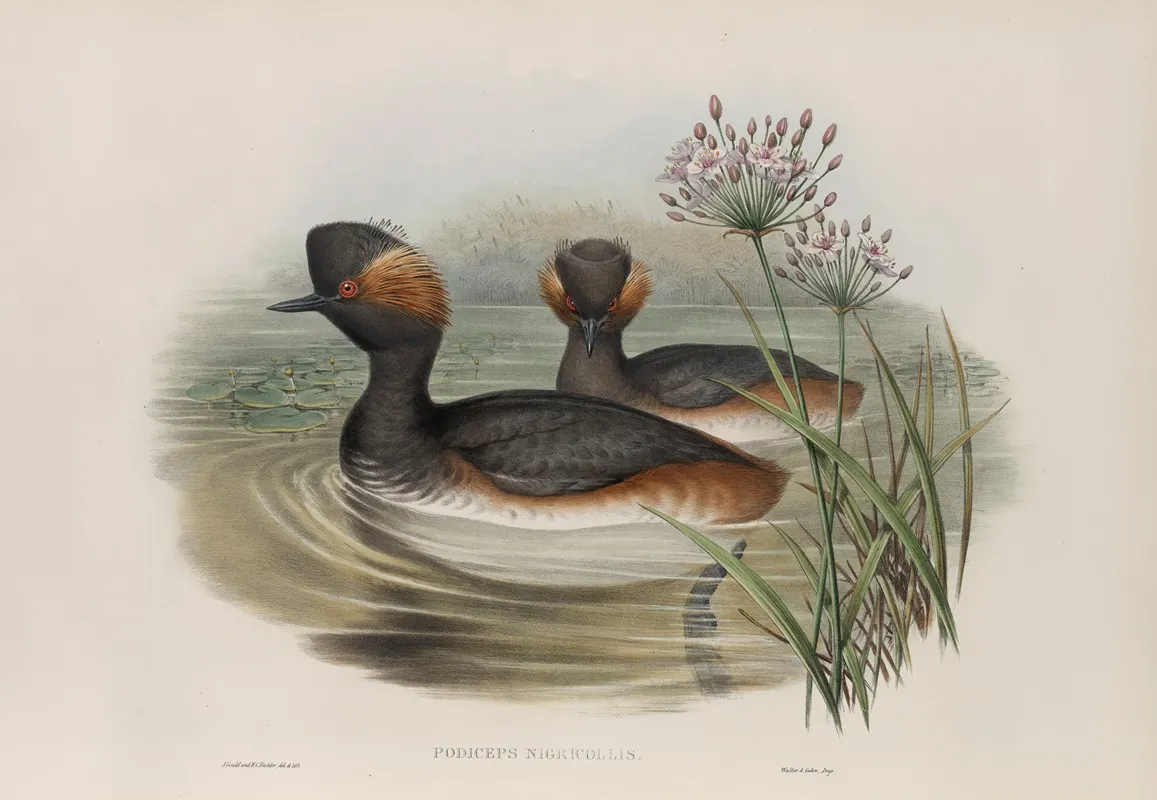Podiceps Nigricollis Eared Grebe
