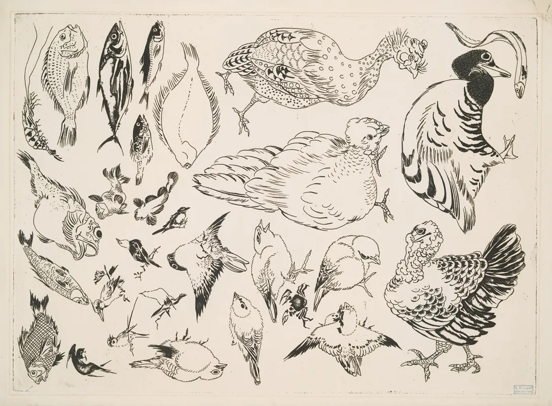 Poissons Oiseaux Poussin