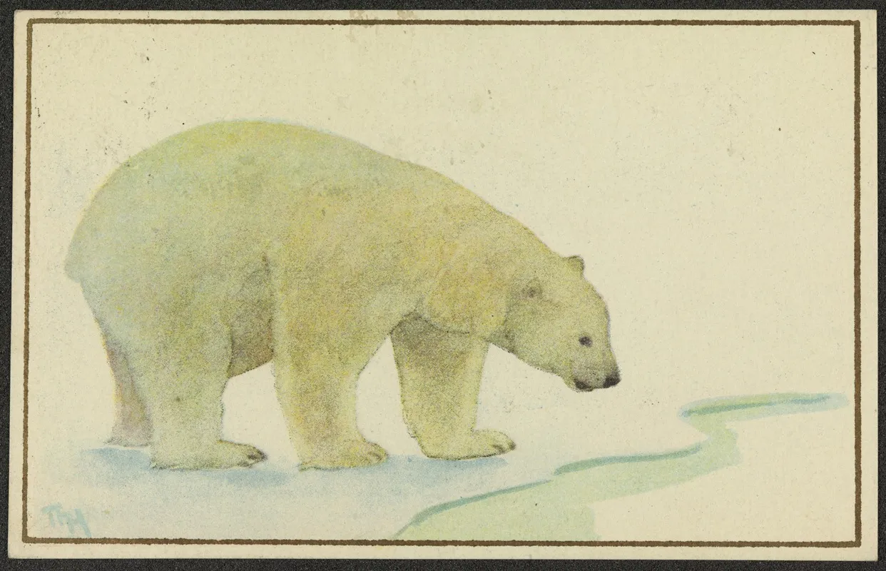 Polar Bear 3 by Thorolf Holmboe - Canvas Print