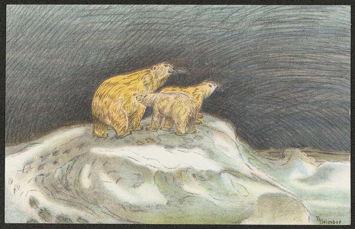 Polar Bears by Thorolf Holmboe - Canvas Print