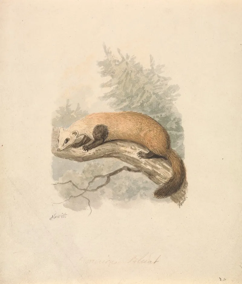 Polecat