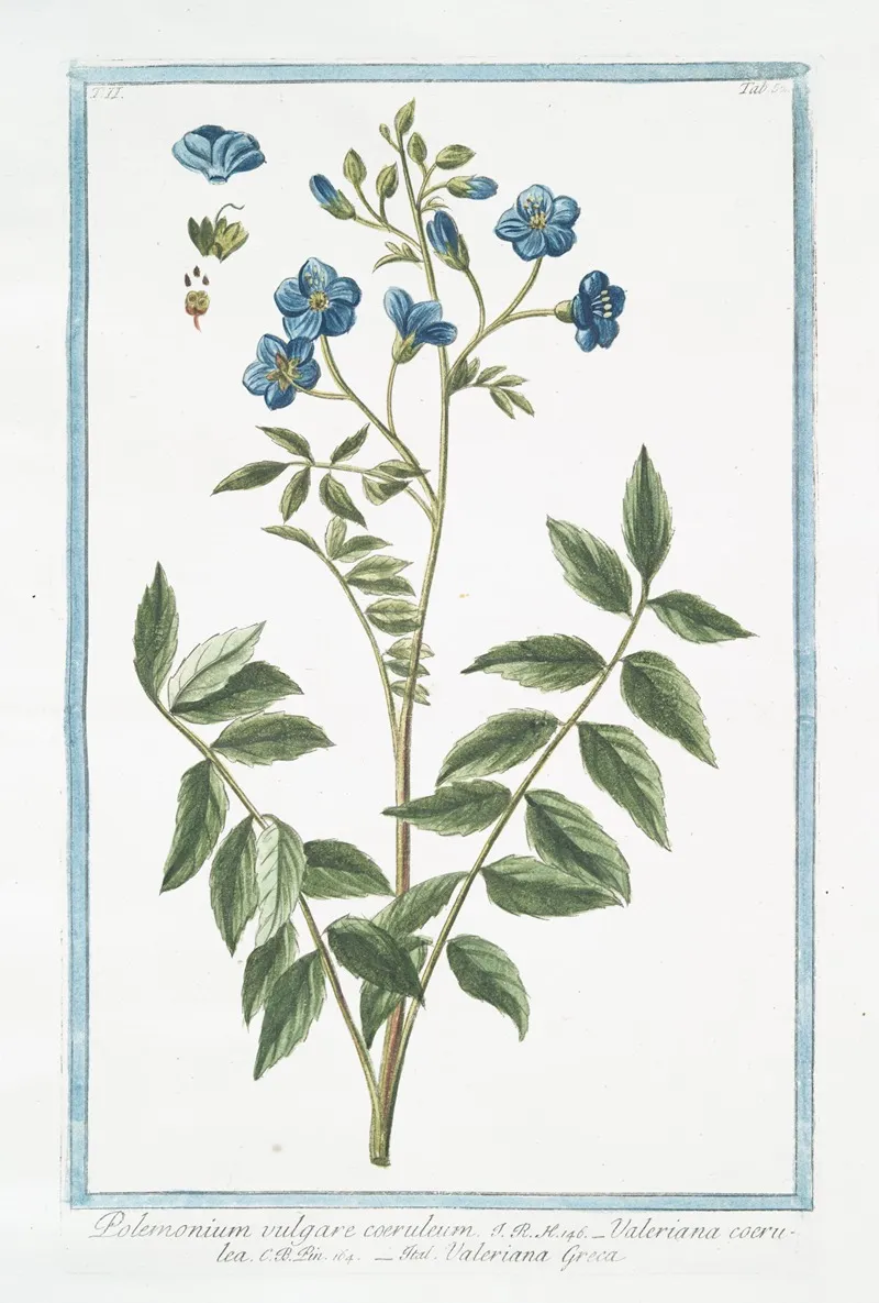 Polemonium Vulgare Coeruleum Valeriana Coerulea Valeriana Greca Jacobs Ladder
