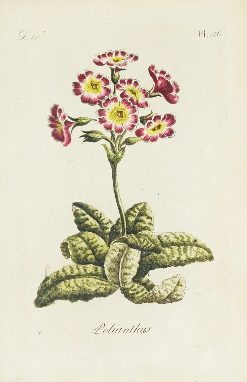 Polianthos by Carington Bowles - Canvas Print