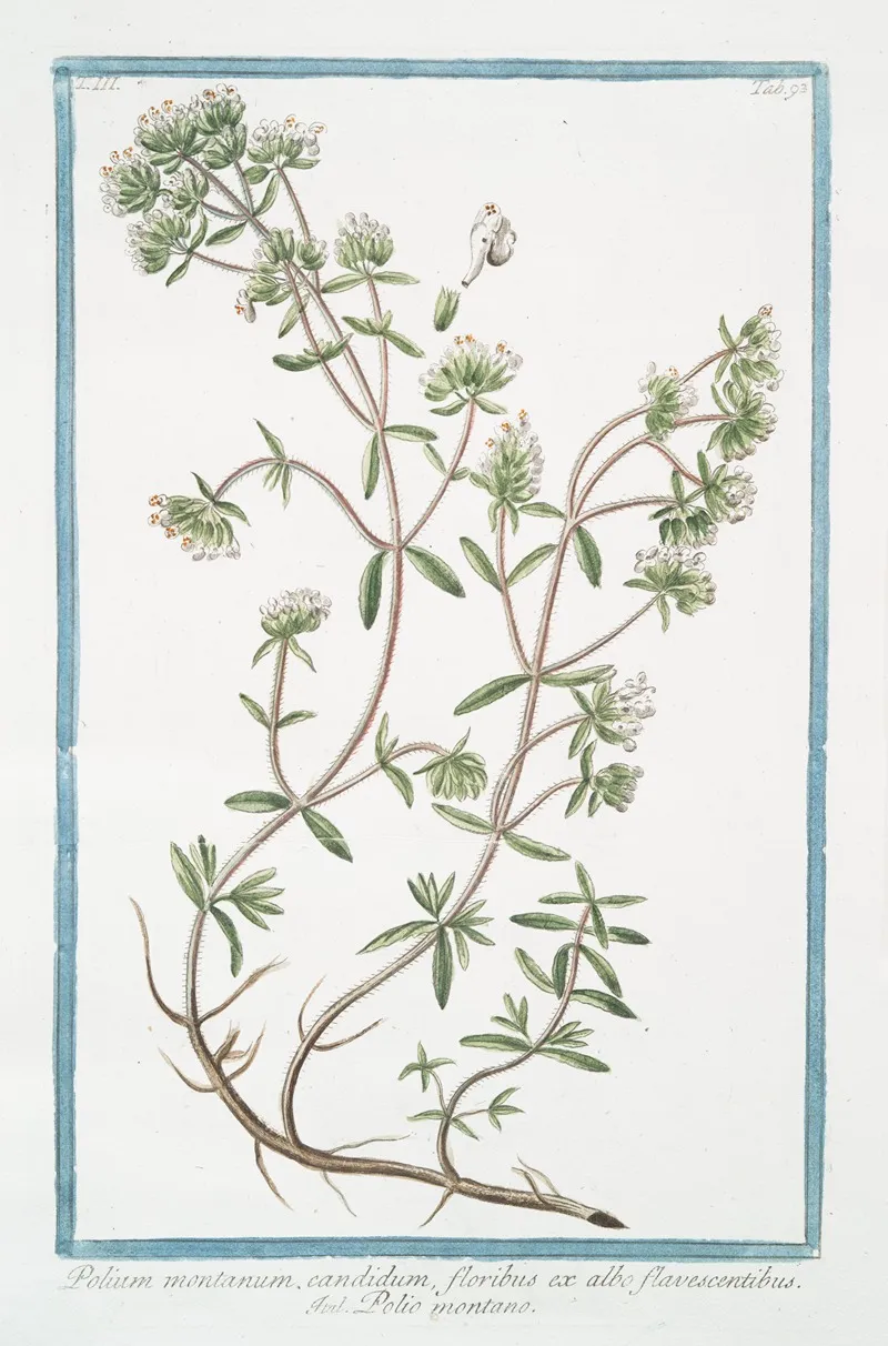 Polium Montanum Candidum Floribus Ex Albo Flavescentibus Polio Montano Poly Mountain Mountain Germander