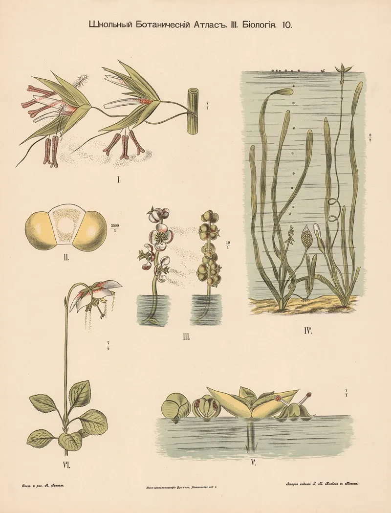 Pollination Of Aquatic Plants by Alexander-Paul Henckel - Canvas Print