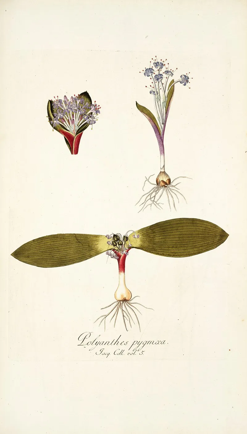 Polyanthes Pygmaea