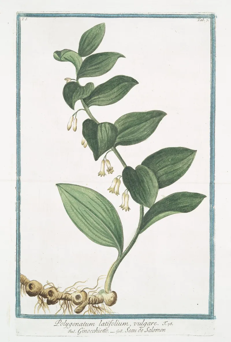 Polygonatum Latifolium Vulgare Gompccjoettp Seau De Salomon Solomons Seal