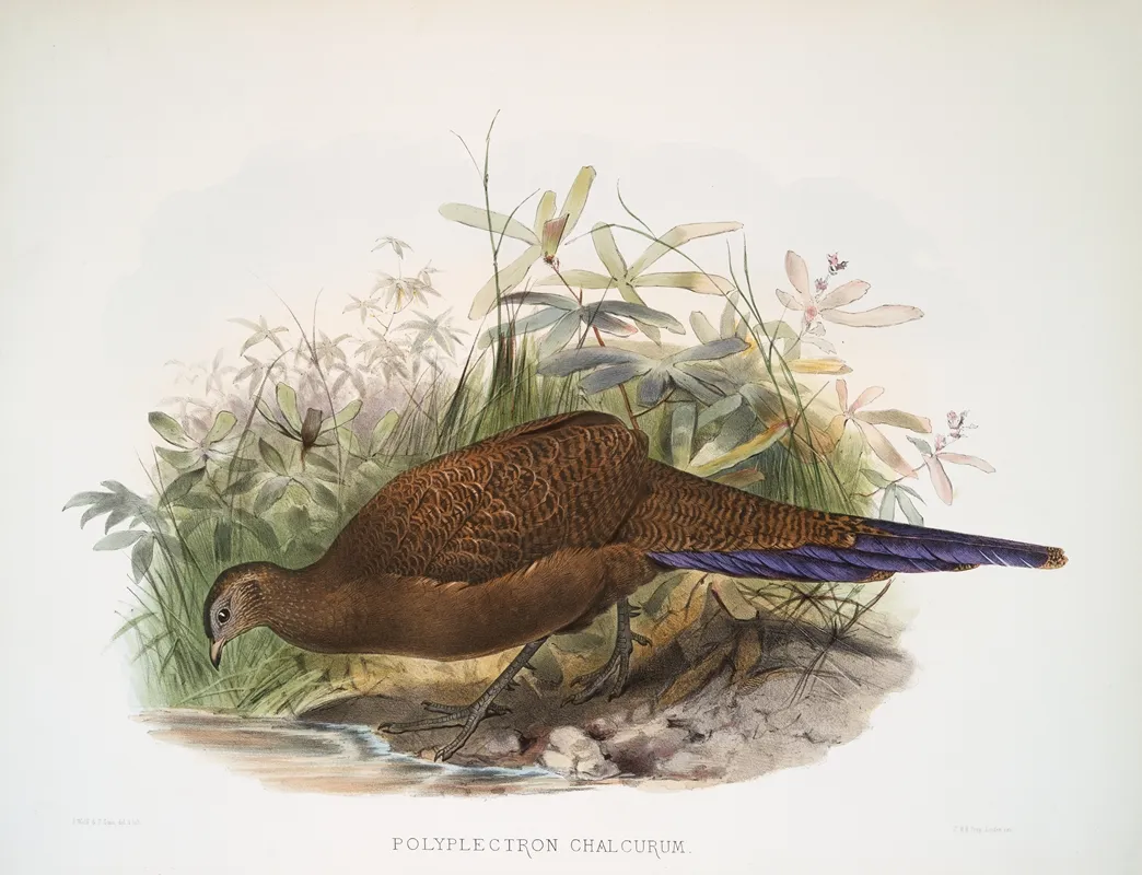 Polyplectron Chalcurum 2