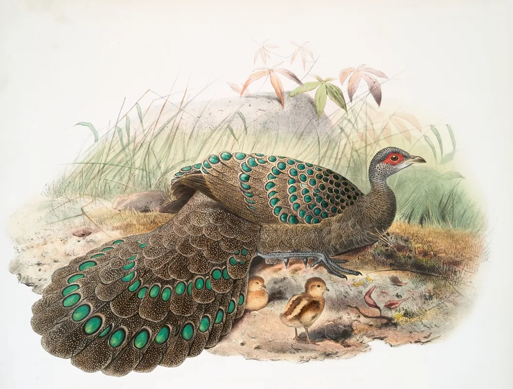 Polyplectron Germaini 2 by Joseph Smit - Canvas Print