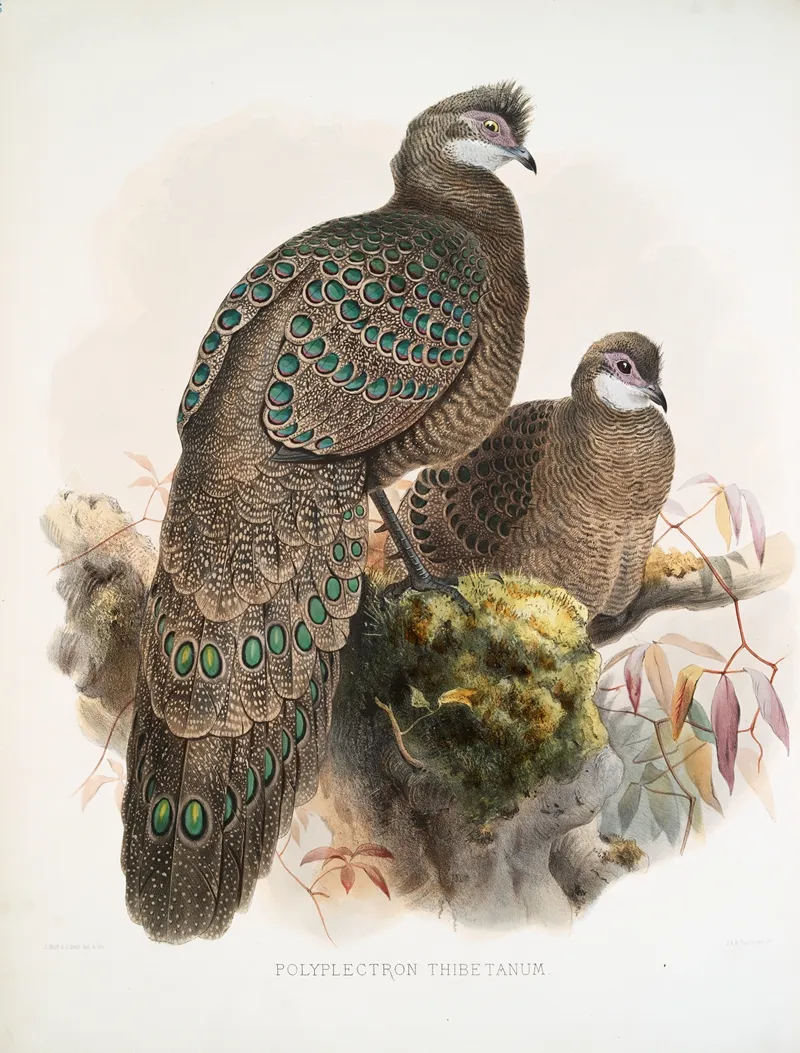 Polyplectron Thibetanum 2