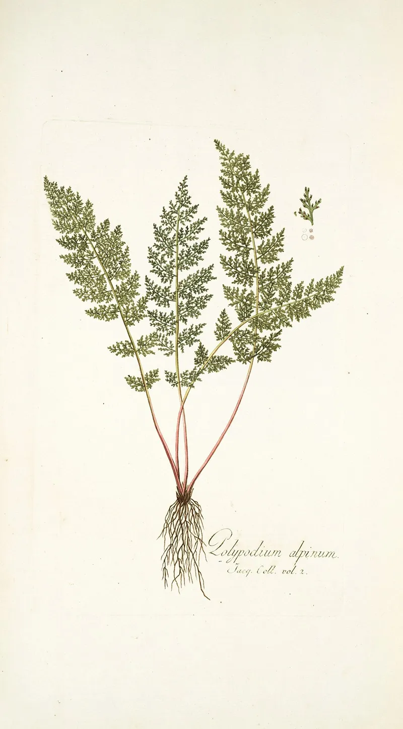 Polypodium Alpinum