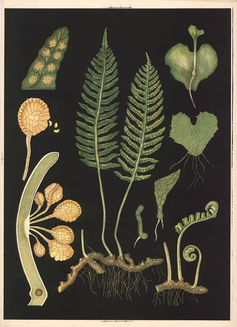 Polypodium by Ebba Masalin - Canvas Print