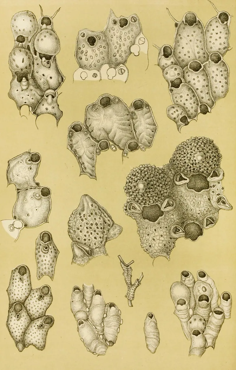 Polyzoa Xiv