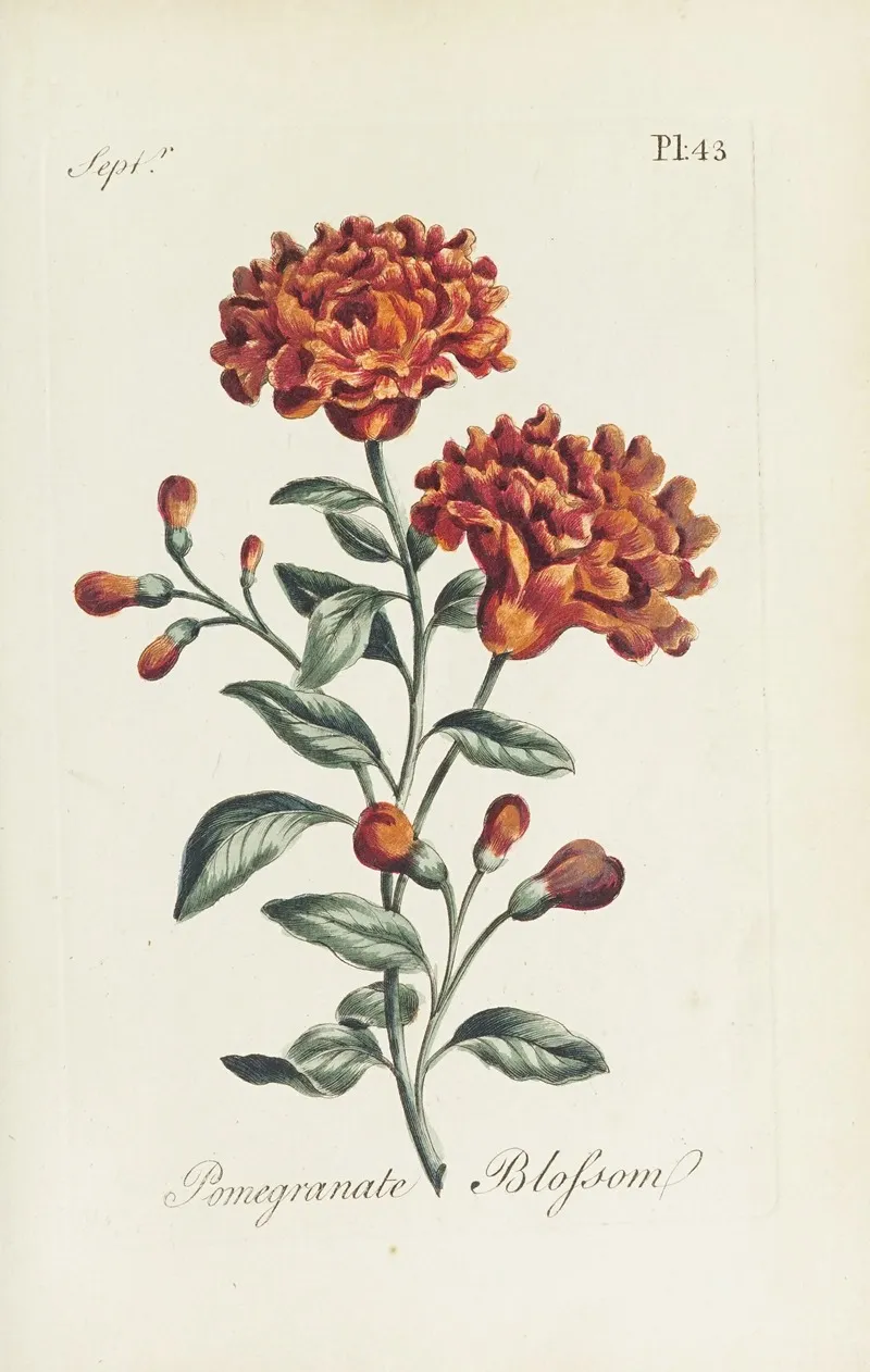 Pomegranate Blossom by Carington Bowles - Canvas Print