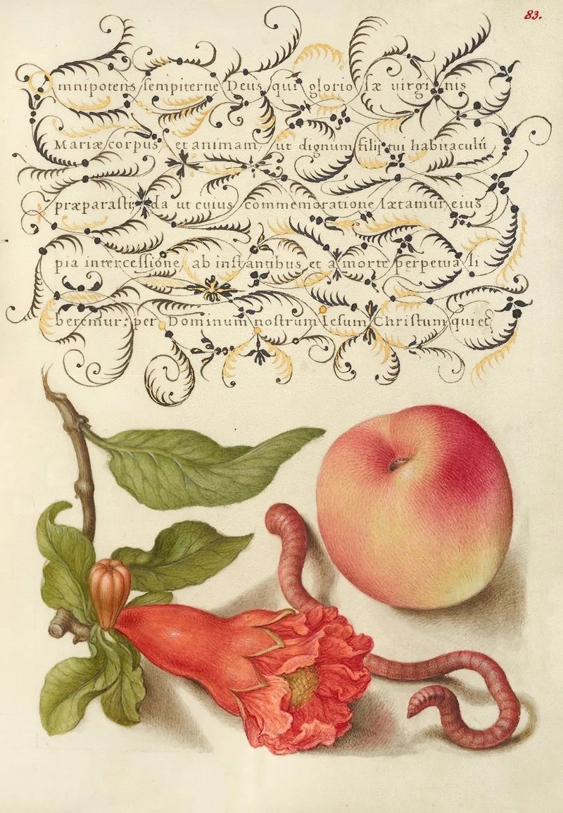 Pomegranate Worm And Peach