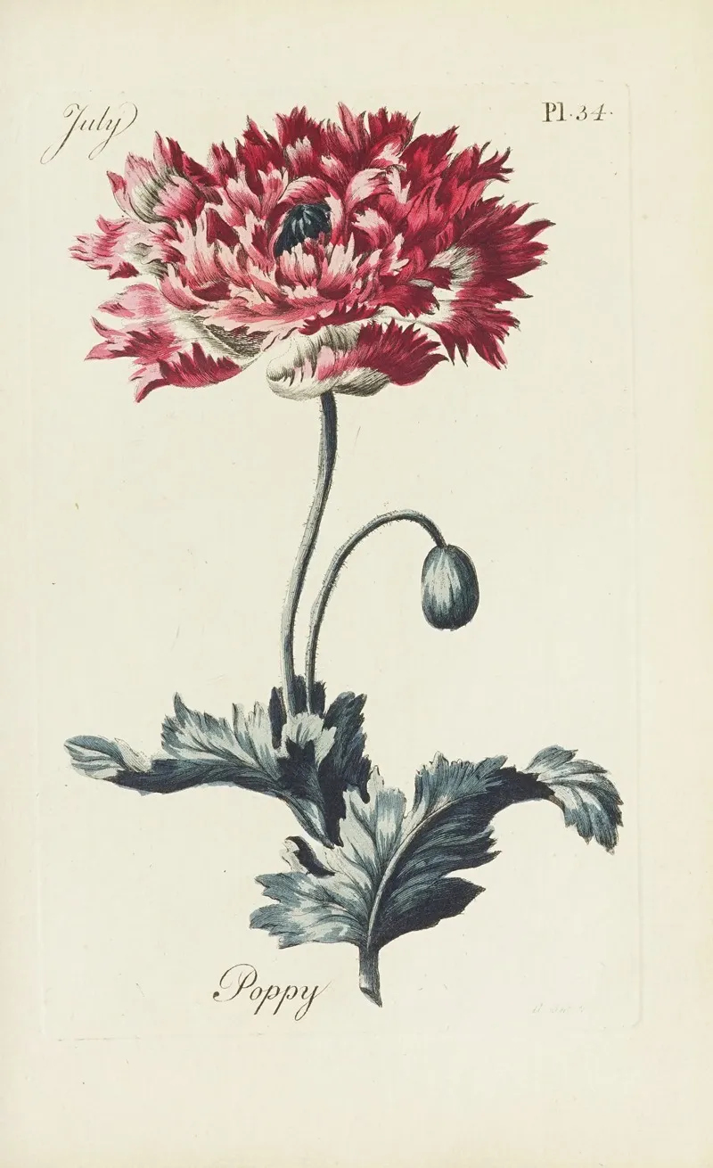 Poppy by Carington Bowles - Canvas Print