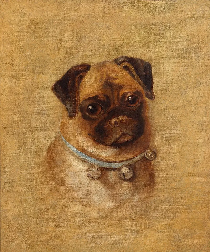 Portrait Of A Pug