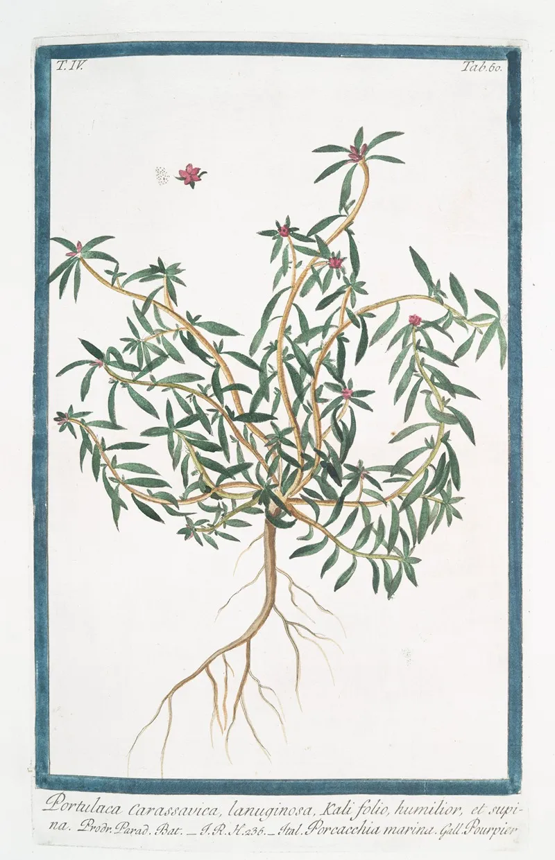 Portulaca Carassavica Lanuginosa Kali Folio Humilior Et Supina Porcacchia Marina Pourpier Purslane