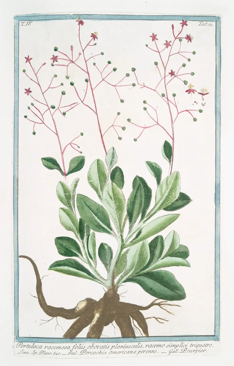 Portulaca Racemosa Foliis Obovatis Planiusculis Racemo Simplici Triquetro Porcachia Americana Perenne Pourpier Potherb Fameflower Waterleaf Surinam Purslane Ceylon Spinach