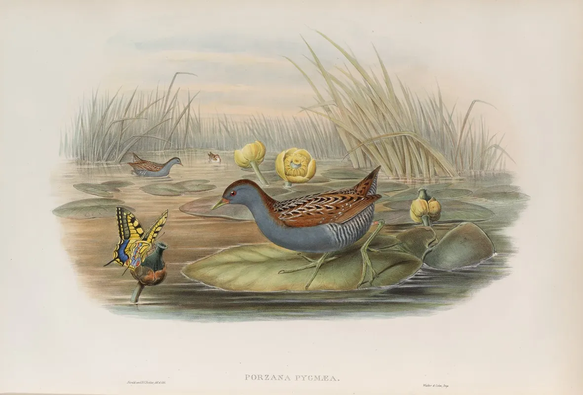 Porzana Pygmaea Baillons Crake by John Gould - Canvas Print