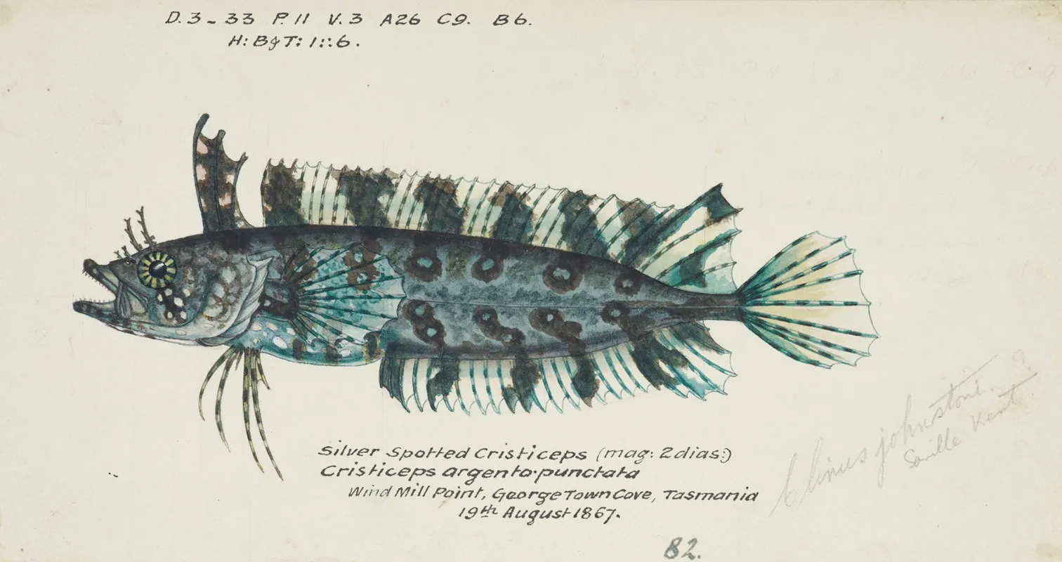 Possibly Cristiceps Sp Tas Weedfish