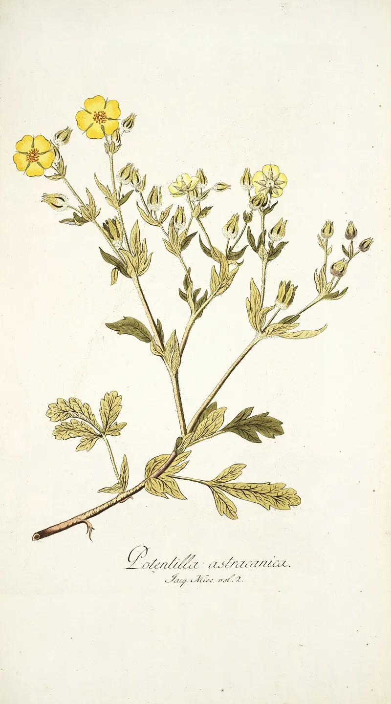Potentilla Astracanica