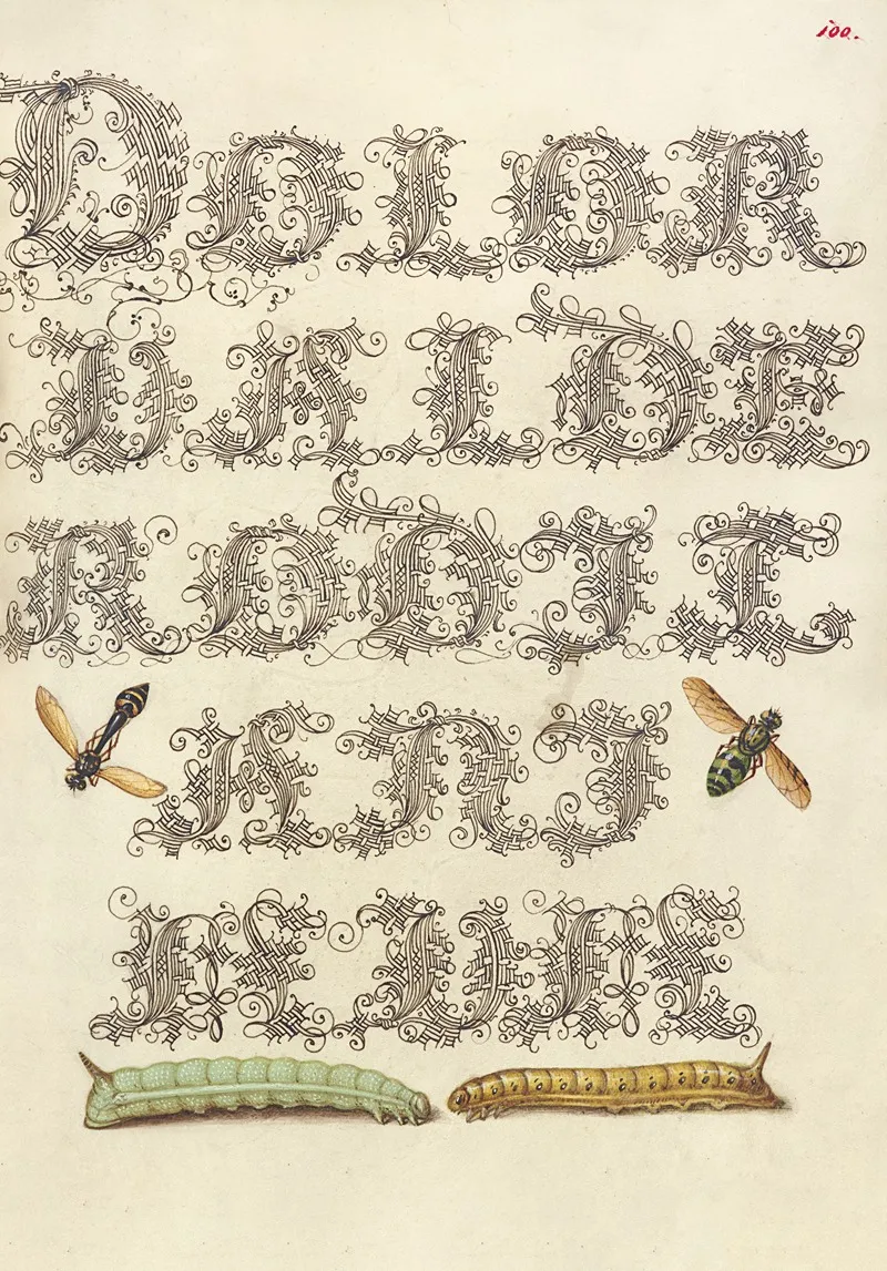 Potter Wasp Hover Fly And Caterpillars